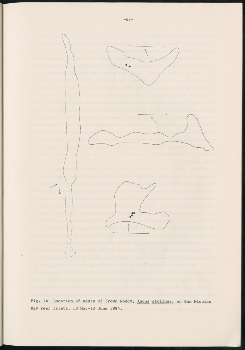 Z Report on 1984 survey of marine birds of Aruba, Netherlands Antilles - New Page