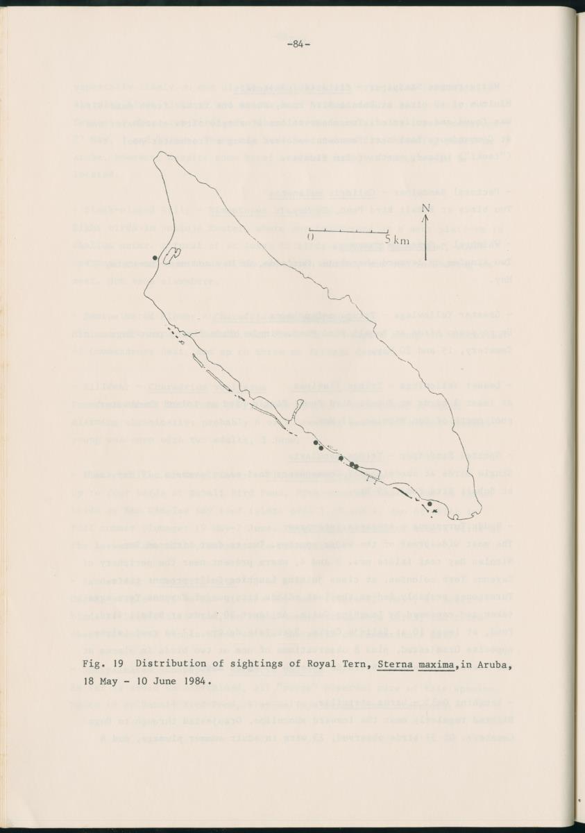 Z Report on 1984 survey of marine birds of Aruba, Netherlands Antilles - New Page