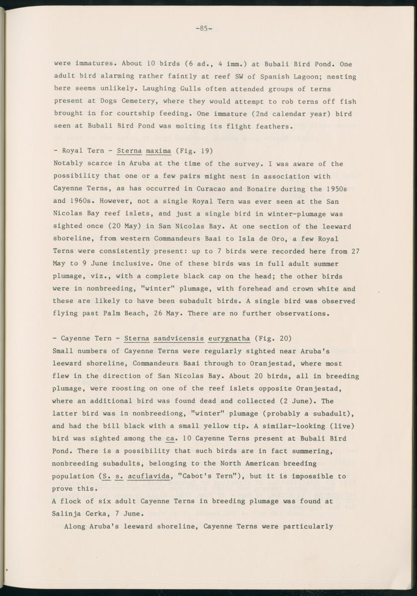 Z Report on 1984 survey of marine birds of Aruba, Netherlands Antilles - New Page