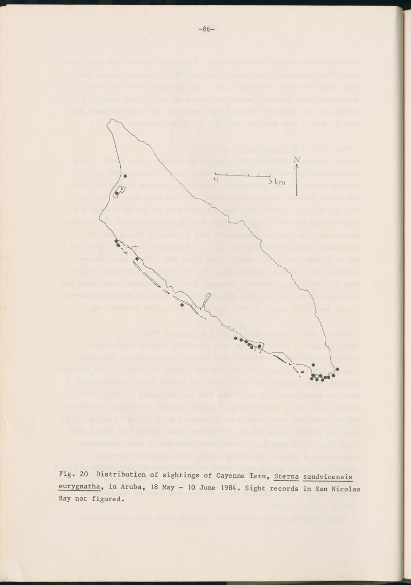 Z Report on 1984 survey of marine birds of Aruba, Netherlands Antilles - New Page