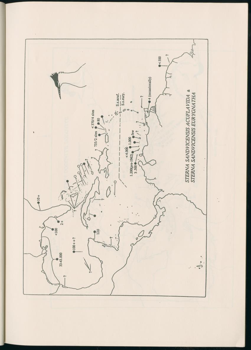 Z Report on 1984 survey of marine birds of Aruba, Netherlands Antilles - New Page