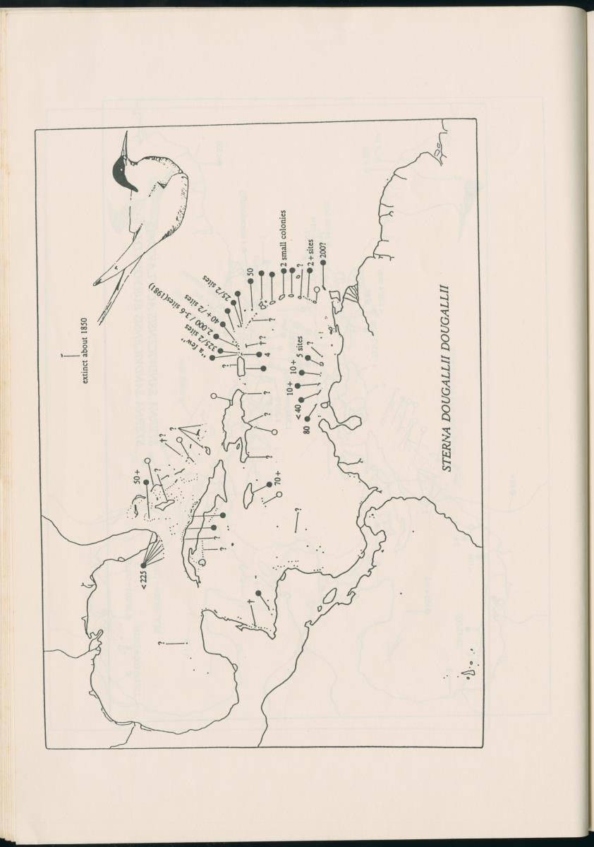 Z Report on 1984 survey of marine birds of Aruba, Netherlands Antilles - New Page
