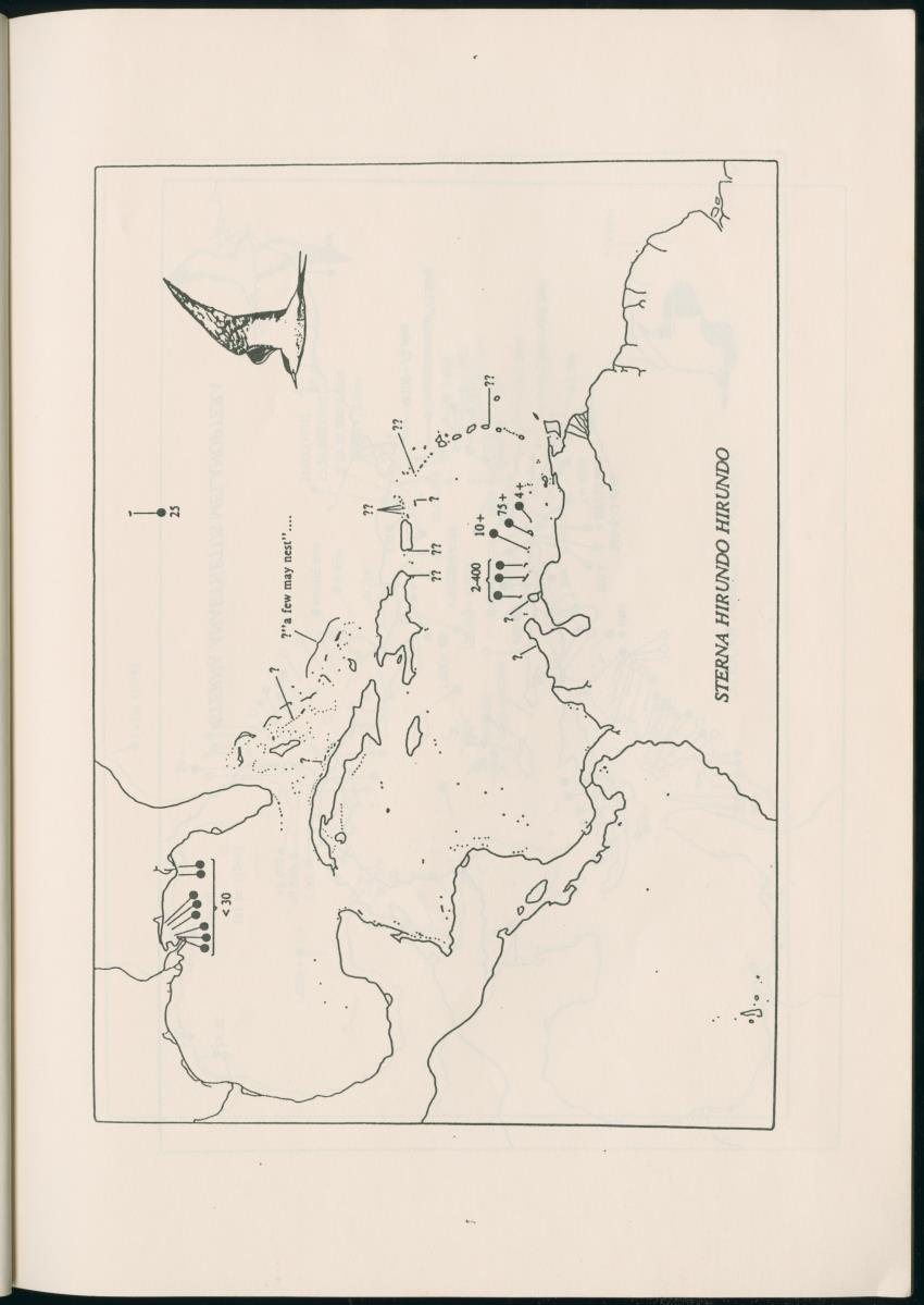Z Report on 1984 survey of marine birds of Aruba, Netherlands Antilles - New Page