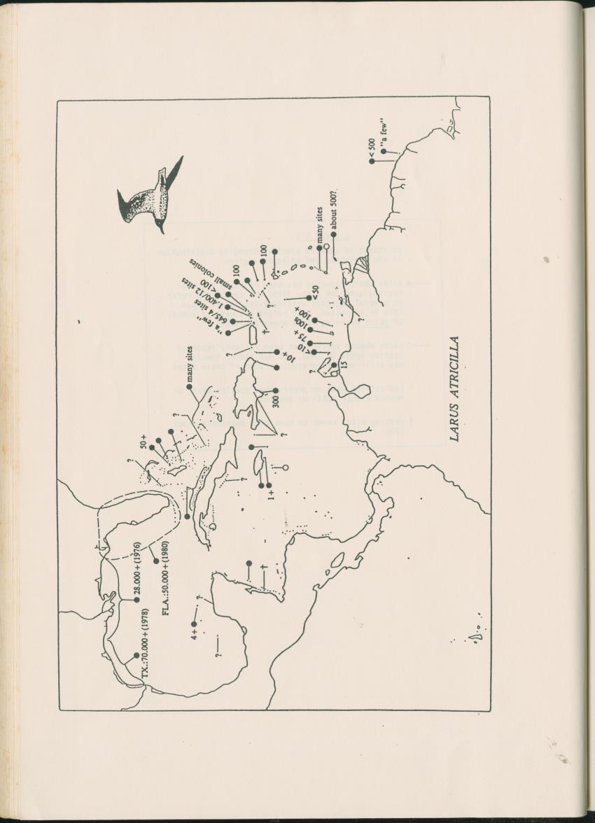 Z Report on 1984 survey of marine birds of Aruba, Netherlands Antilles - New Page