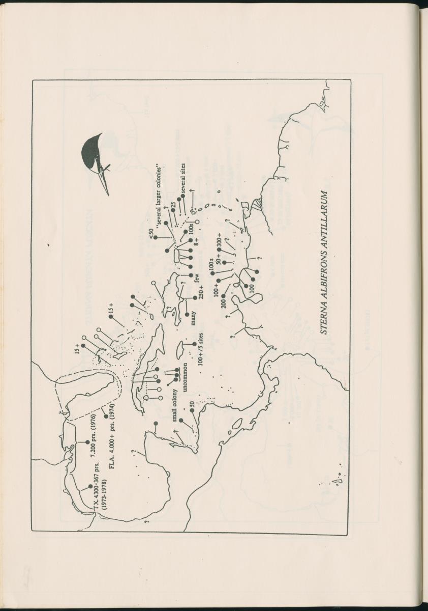 Z Report on 1984 survey of marine birds of Aruba, Netherlands Antilles - New Page