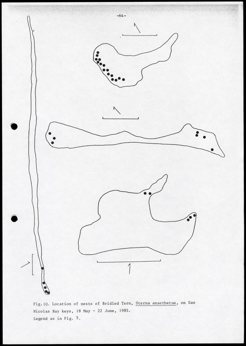 Marine birds of Aruba - Report on 1985 survey and conservation campaign - New Page