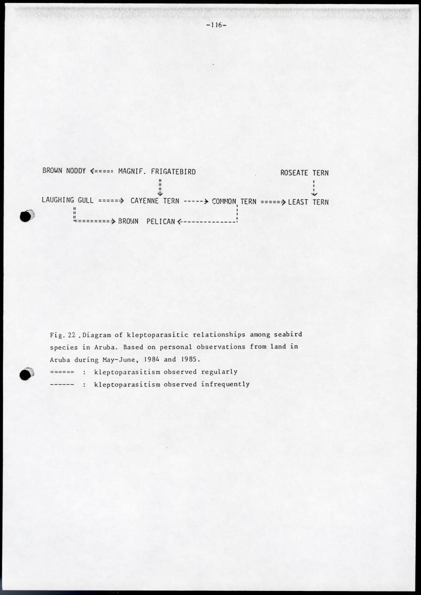 Marine birds of Aruba - Report on 1985 survey and conservation campaign - New Page