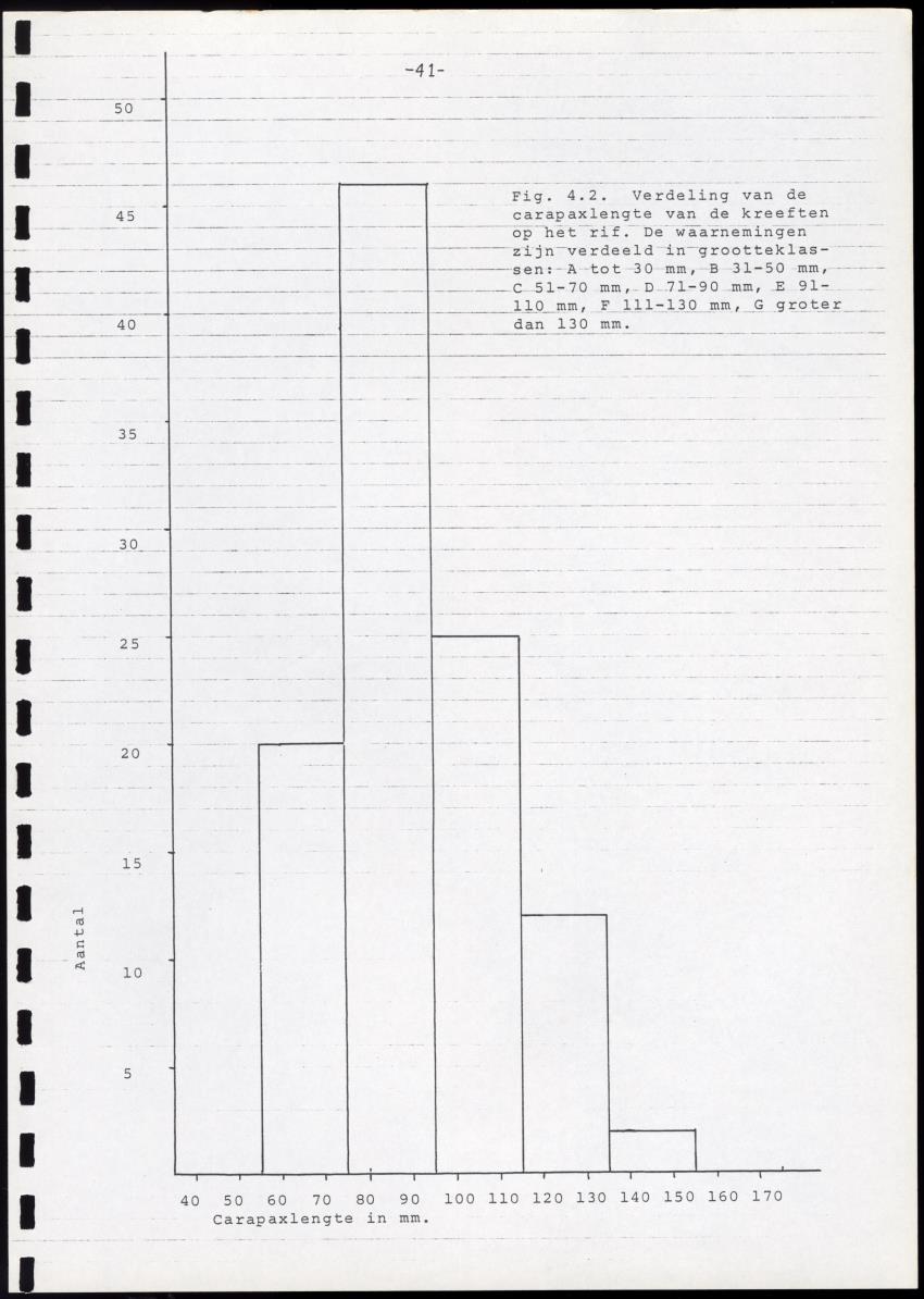 Onderzoek naar de verspreiding van Panulirus argus aan de zuidkust van Curacao - Page 41