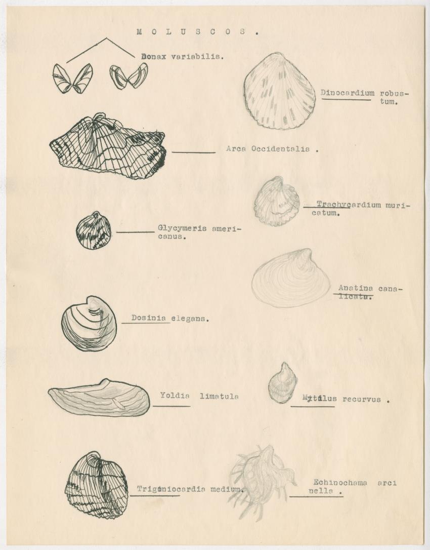 z Estudio de los Echinodermata y Moluscos - New Page