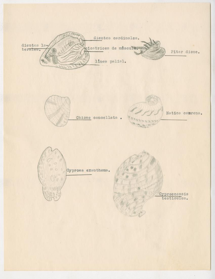 z Estudio de los Echinodermata y Moluscos - New Page