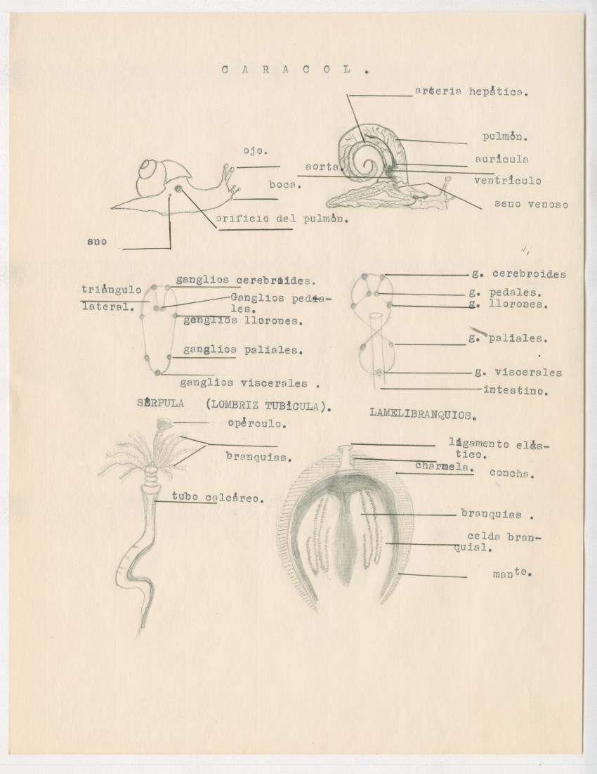 z Estudio de los Echinodermata y Moluscos - New Page