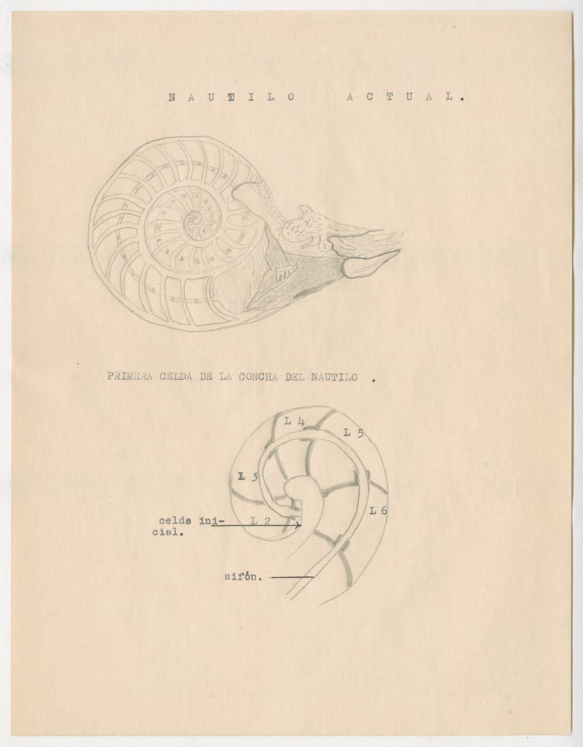 z Estudio de los Echinodermata y Moluscos - New Page