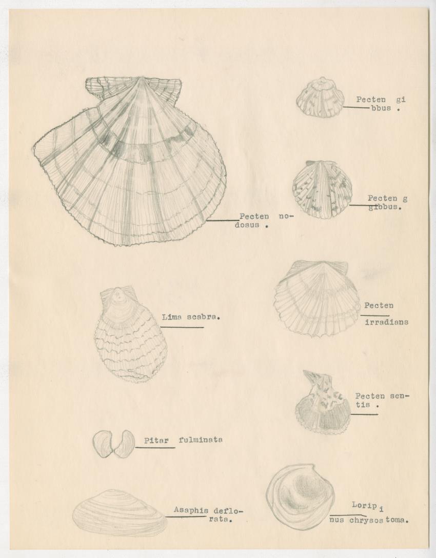 z Estudio de los Echinodermata y Moluscos - New Page