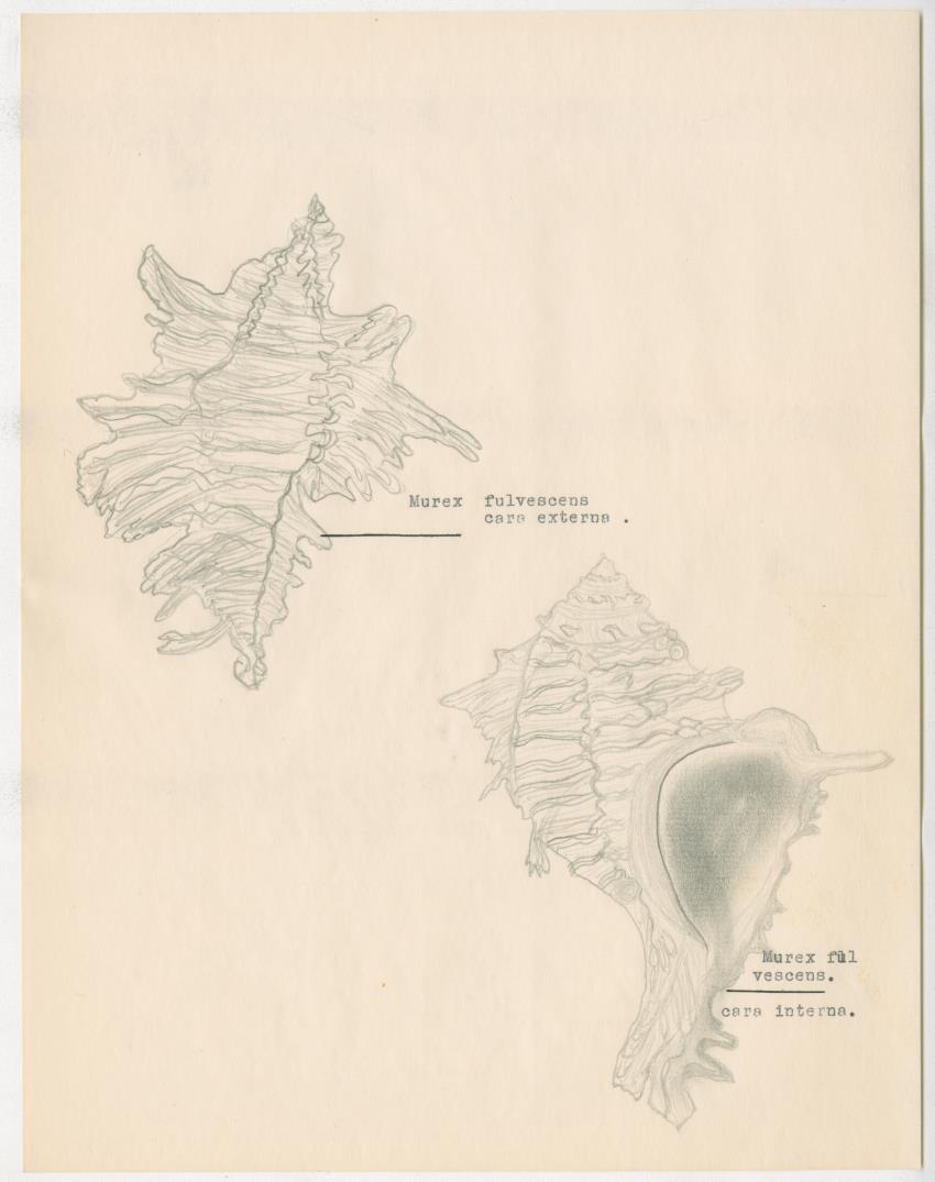 z Estudio de los Echinodermata y Moluscos - New Page