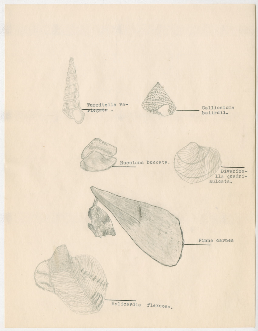 z Estudio de los Echinodermata y Moluscos - New Page