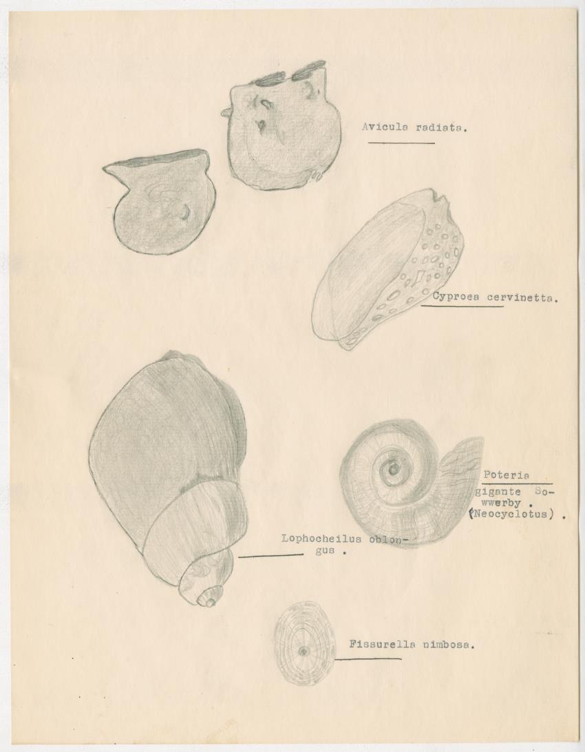 z Estudio de los Echinodermata y Moluscos - New Page