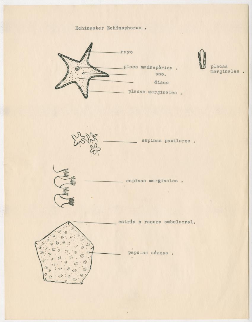 z Estudio de los Echinodermata y Moluscos - New Page