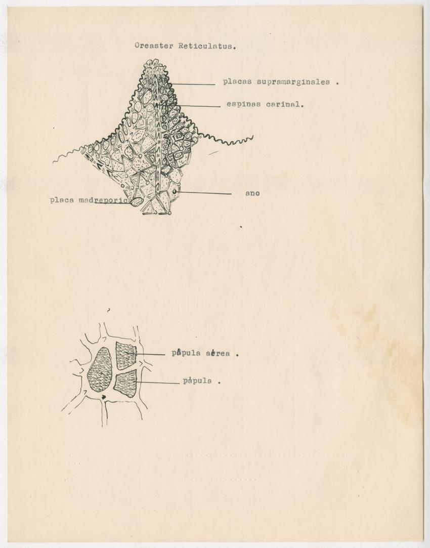 z Estudio de los Echinodermata y Moluscos - New Page