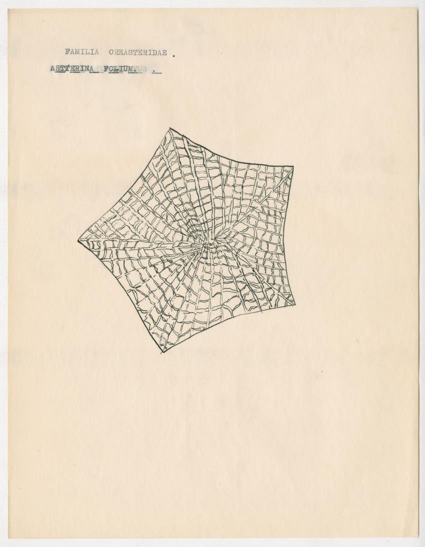 z Estudio de los Echinodermata y Moluscos - New Page