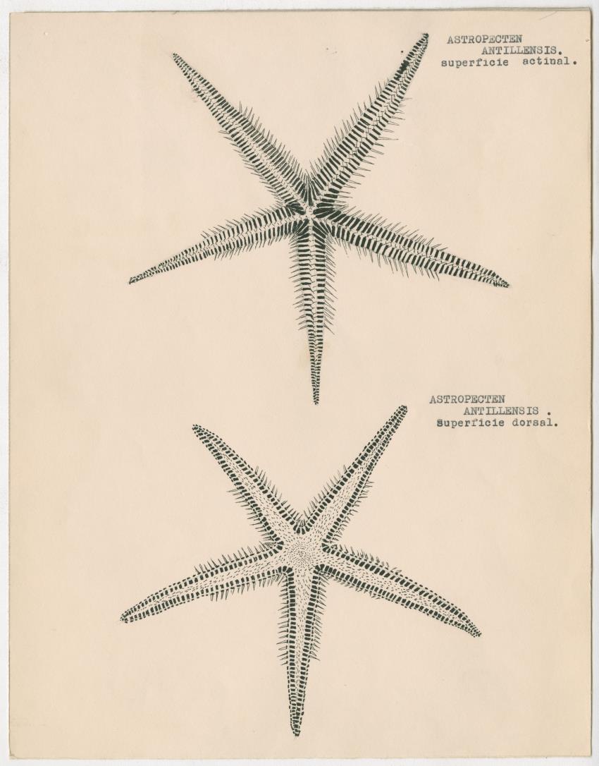 z Estudio de los Echinodermata y Moluscos - New Page