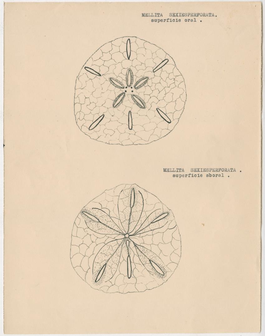 z Estudio de los Echinodermata y Moluscos - New Page
