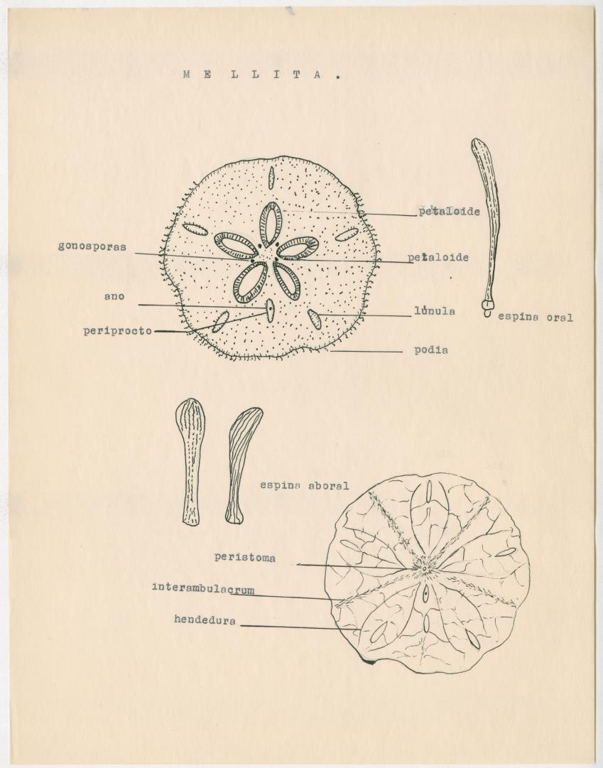 z Estudio de los Echinodermata y Moluscos - New Page