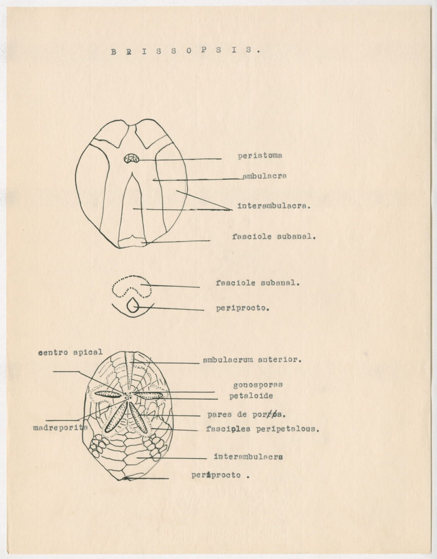 z Estudio de los Echinodermata y Moluscos - New Page