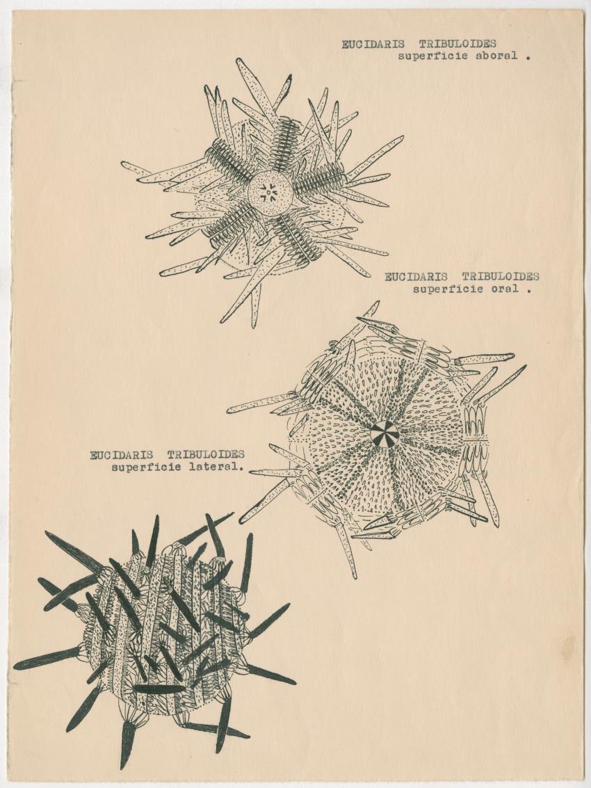 z Estudio de los Echinodermata y Moluscos - New Page