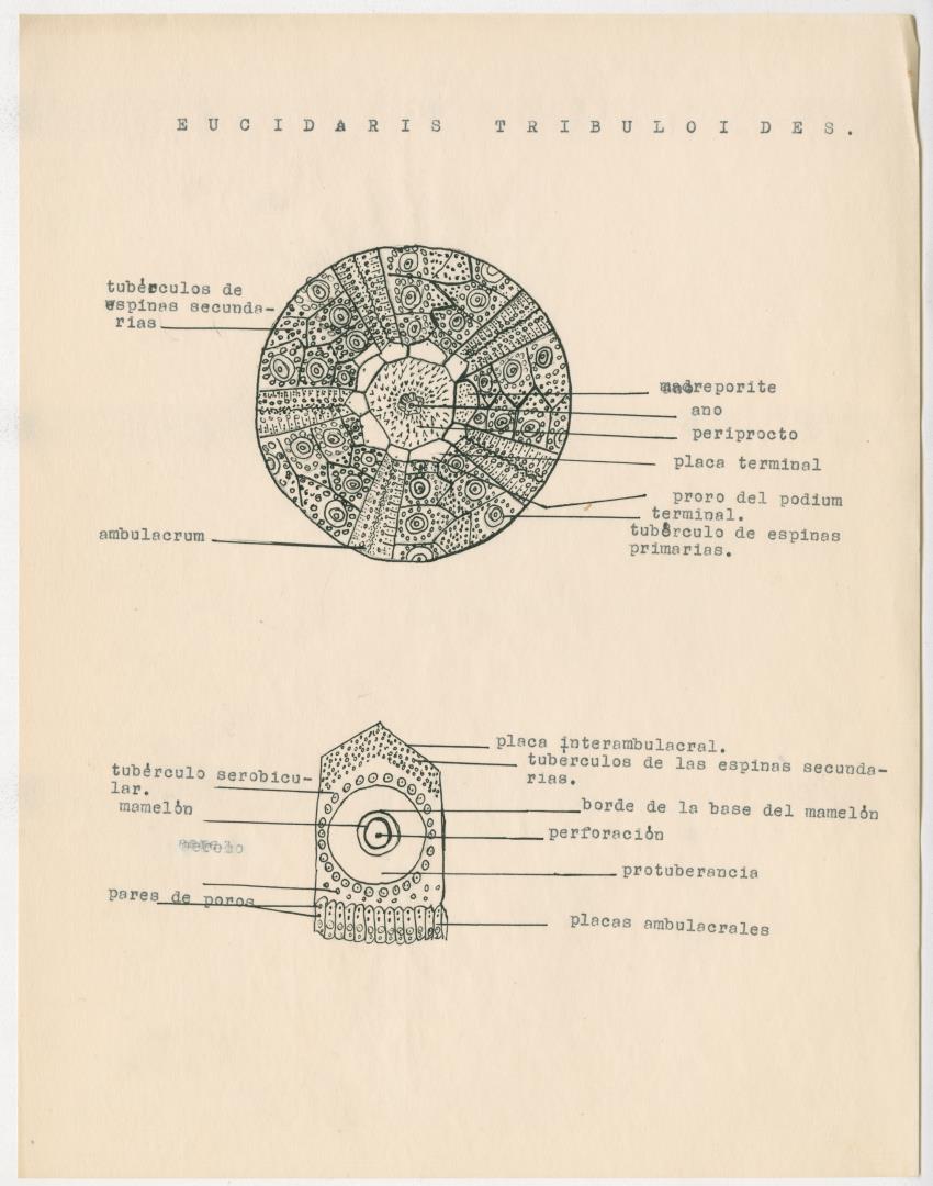 z Estudio de los Echinodermata y Moluscos - New Page