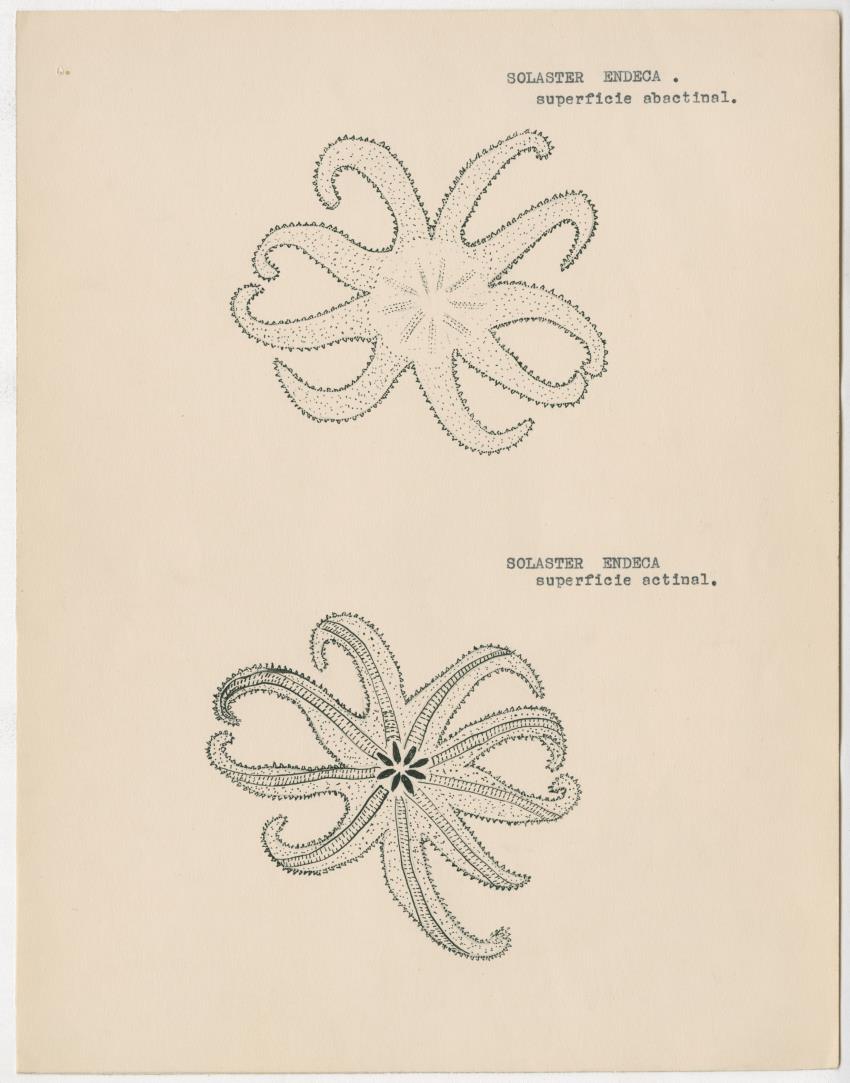 z Estudio de los Echinodermata y Moluscos - New Page
