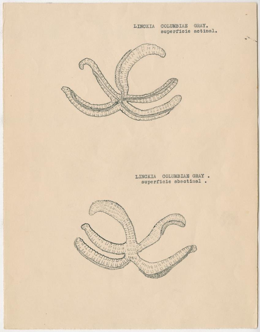 z Estudio de los Echinodermata y Moluscos - New Page