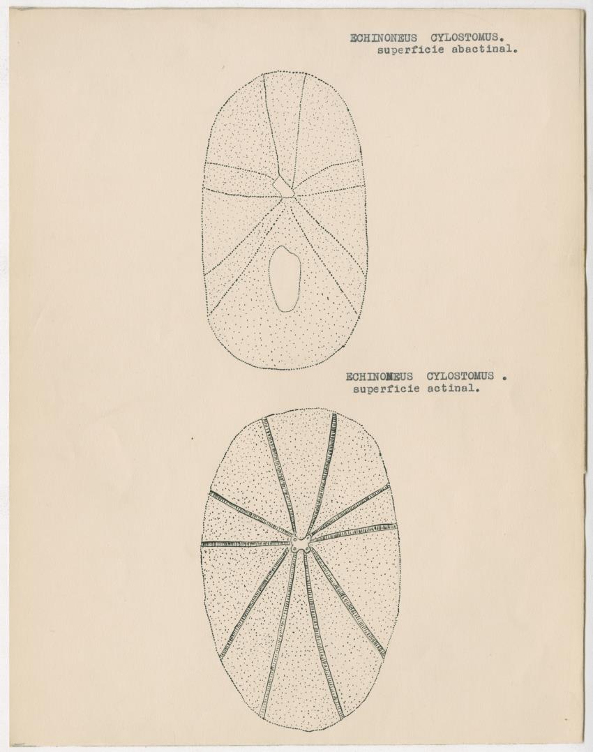 z Estudio de los Echinodermata y Moluscos - New Page