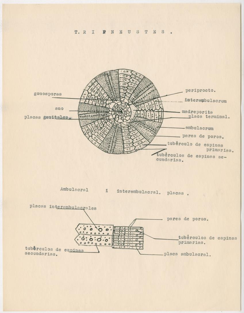 z Estudio de los Echinodermata y Moluscos - New Page