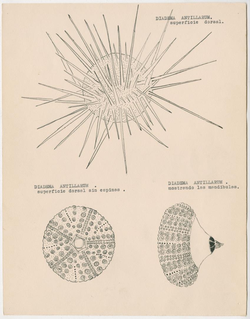 z Estudio de los Echinodermata y Moluscos - New Page