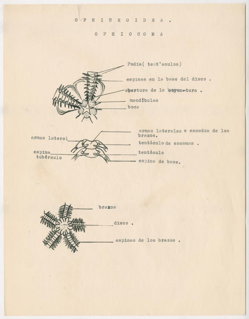 z Estudio de los Echinodermata y Moluscos - New Page