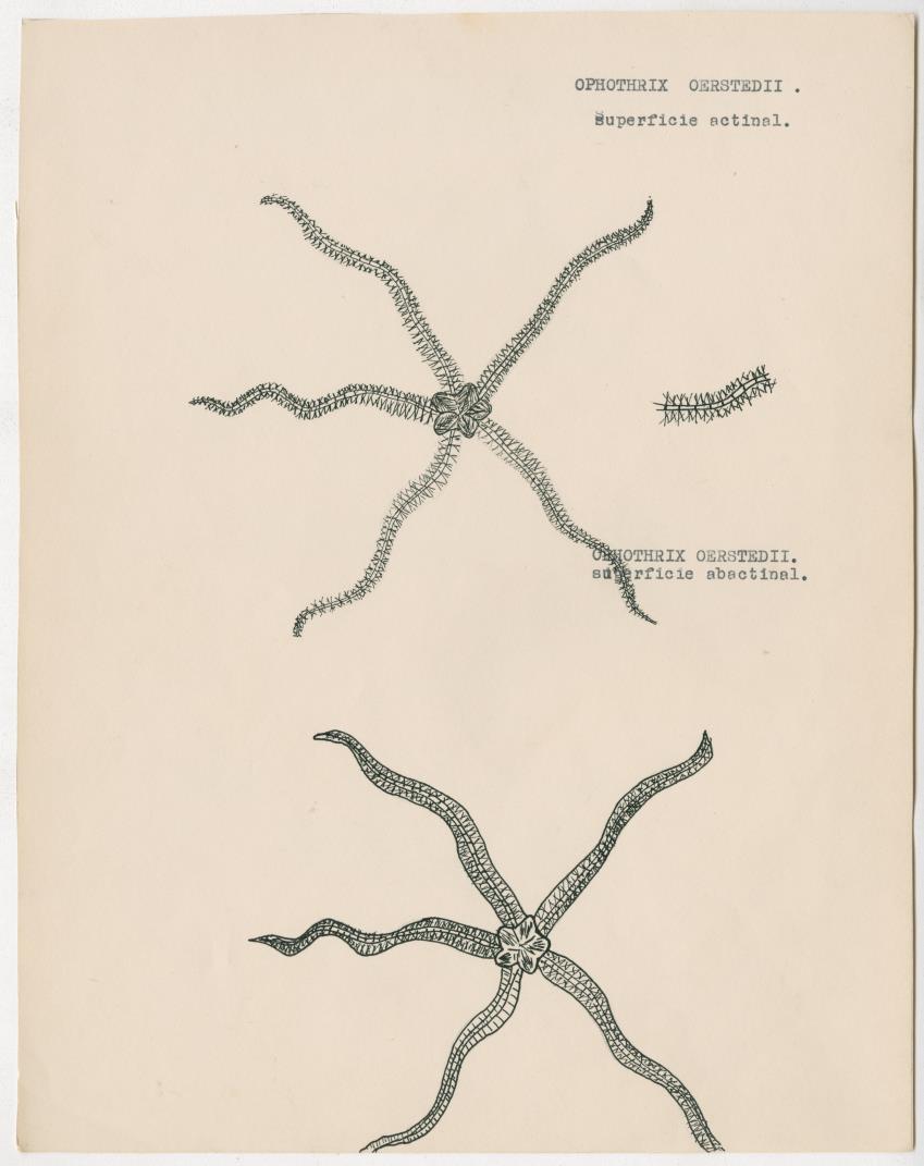 z Estudio de los Echinodermata y Moluscos - New Page