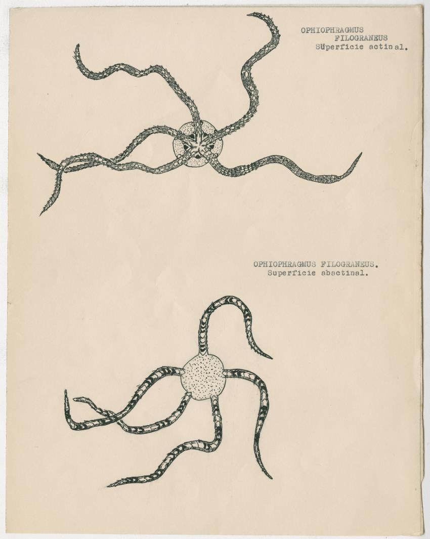 z Estudio de los Echinodermata y Moluscos - New Page