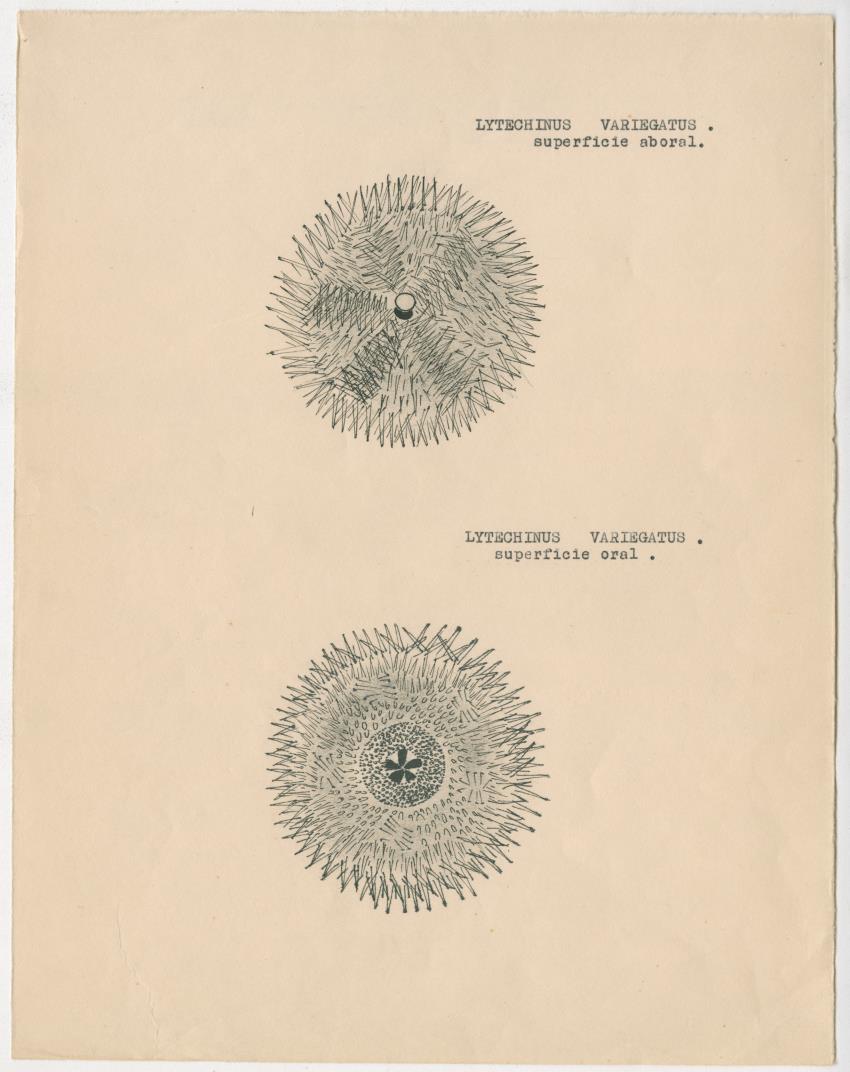 z Estudio de los Echinodermata y Moluscos - New Page
