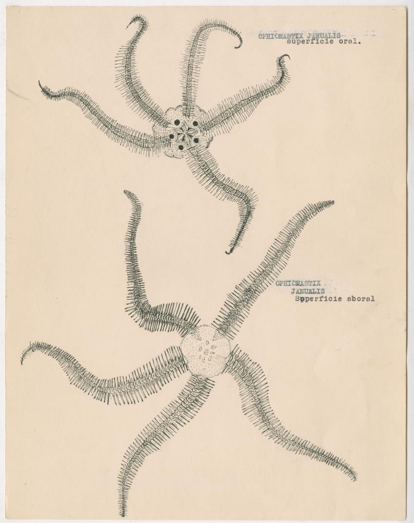 z Estudio de los Echinodermata y Moluscos - New Page