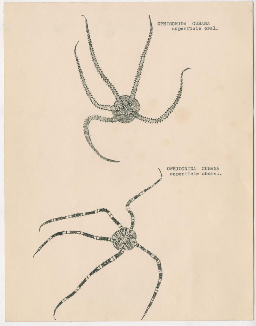 z Estudio de los Echinodermata y Moluscos - New Page