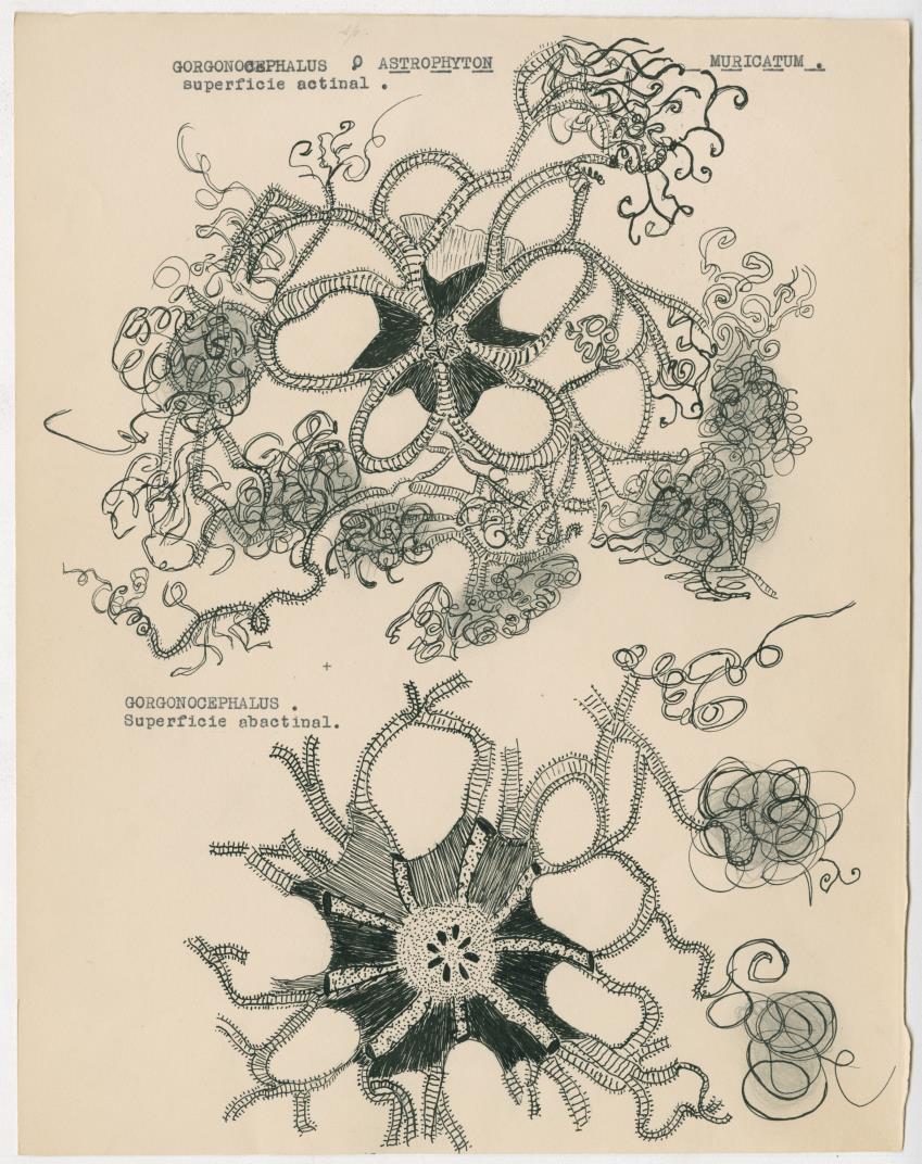 z Estudio de los Echinodermata y Moluscos - New Page
