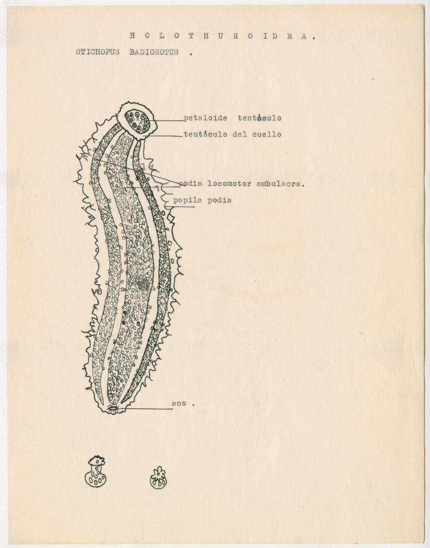 z Estudio de los Echinodermata y Moluscos - New Page