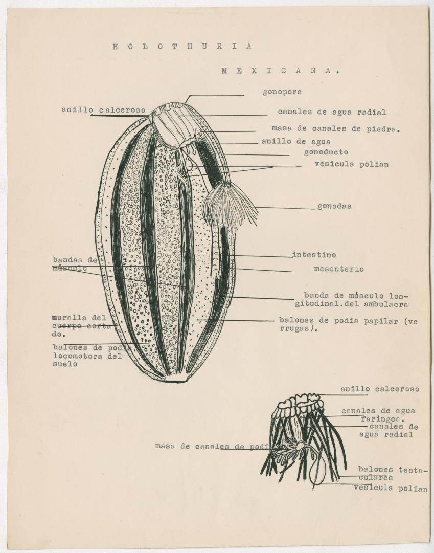 z Estudio de los Echinodermata y Moluscos - New Page