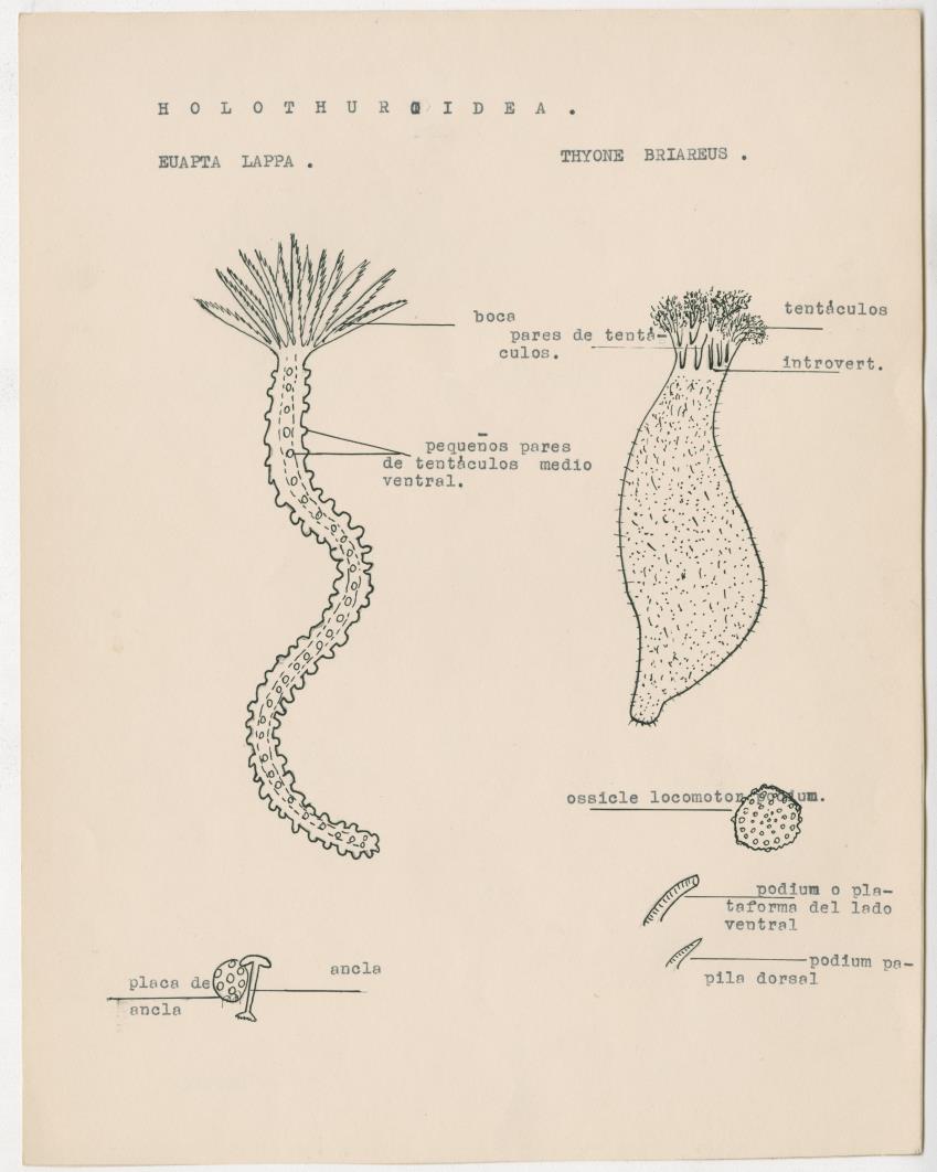 z Estudio de los Echinodermata y Moluscos - New Page