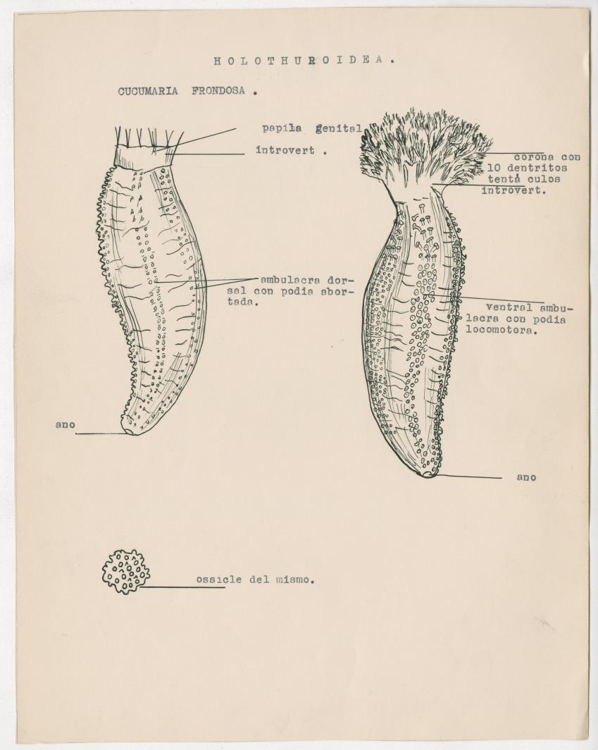 z Estudio de los Echinodermata y Moluscos - New Page