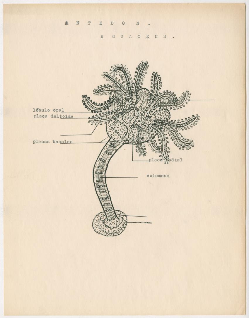 z Estudio de los Echinodermata y Moluscos - New Page