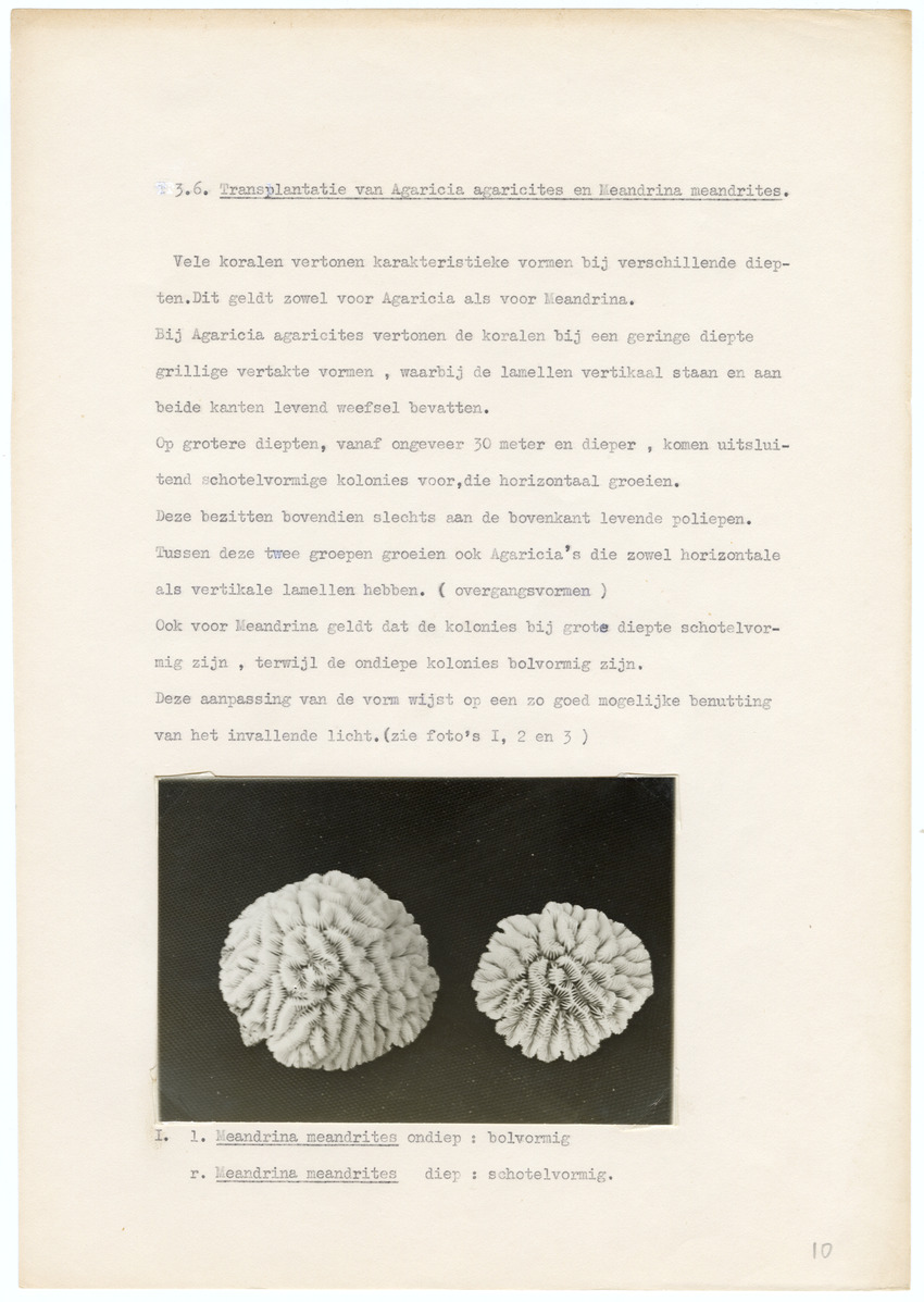 Grootte, Dichtheid en Chlorophylgehalte van de zooxanthellen van de koralen Agaricia agaricites en Meandrina meandrites - New Page