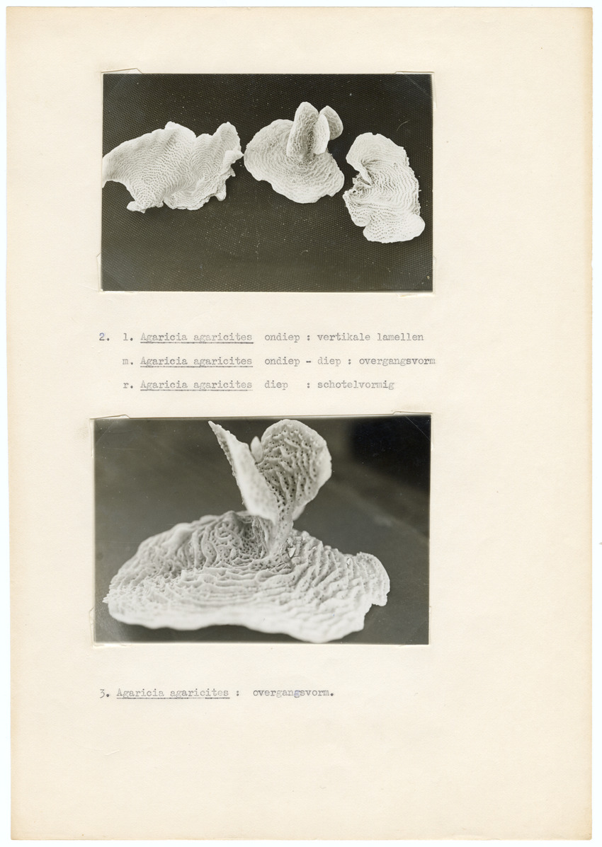 Grootte, Dichtheid en Chlorophylgehalte van de zooxanthellen van de koralen Agaricia agaricites en Meandrina meandrites - New Page
