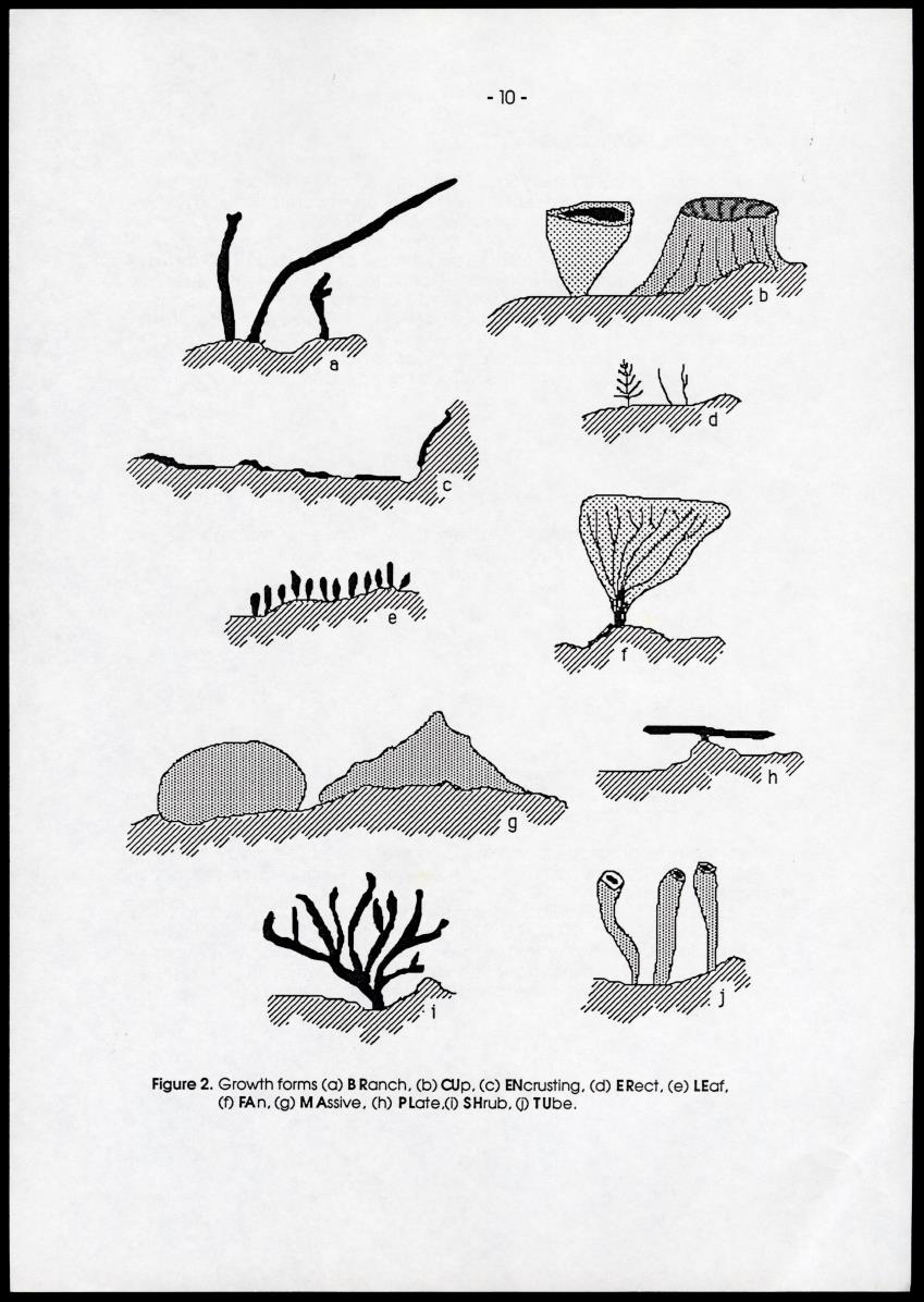 A comparison between quantitative taxonomic and physiognomic survey methods of hard substrate communities of the Santa Marte area, NE Colombia - Page 14