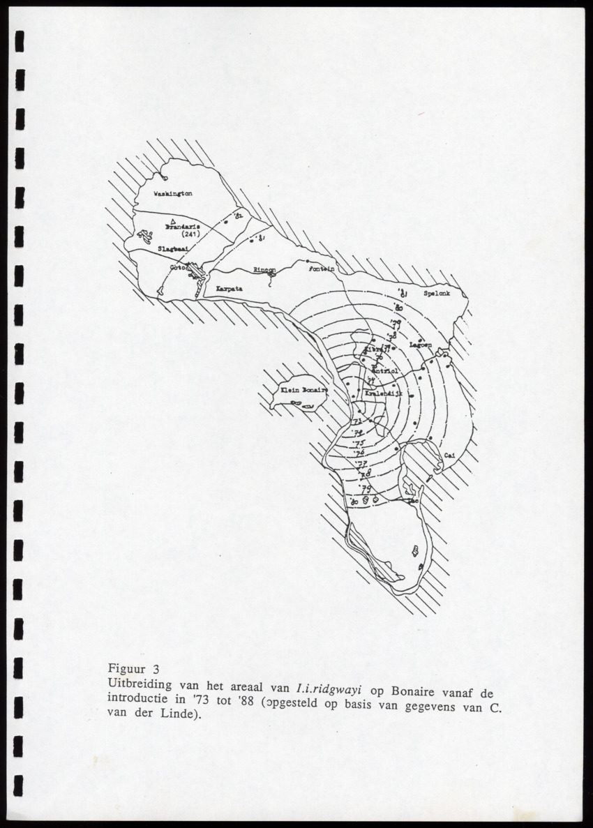 z Icterus icterus ridgwayi op Bonaire - New Page